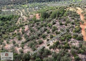 Bergama Zeytindağ | Asfalt Yola 170 Mt. | 11.540 M2 Zeytinlik