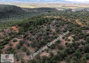 Bergama Zeytindağ | Asfalt Yola 170 Mt. | 11.540 M2 Zeytinlik