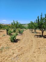 Trent Emlaktan Satılık Yüksek Kazanç Getirisi Olan Bahçe