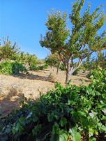 Trent Emlaktan Satılık Yüksek Kazanç Getirisi Olan Bahçe