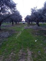 Aslanlarda Zeytinli Tarla