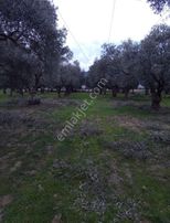 Aslanlarda Zeytinli Tarla