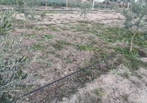 Manisa Salihlide Yolkenarı İçinde 80m2 Evi Ve Hertürlü Meyvenin Olduğu 1885m2 Tektapu Arazi