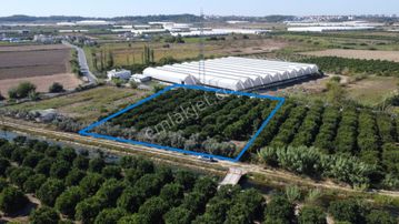 İdamax'tan Yeniköy'de Tek Tapu Satılık Portakal Bahçesi