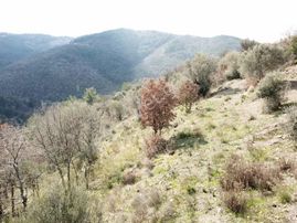 Güzelbahçe Payamlı'da Satılık Merkezi Yolu Açık Fırsat Tarla