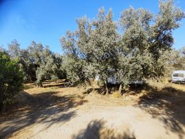 Realty Nexus'dan İznik Göllüce'de Fırsat Arazi