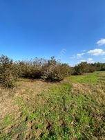 Sahibinden Kürtün'de İki Yola Cepheli Köşebaşı Tapulu Tarla