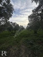 P&r Gayrimenkul'den Hamamlı'da Deniz Manzaralı Satılık Zeytinlik