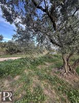 P&r Gayrimenkul'den Hamamlı'da Deniz Manzaralı Satılık Zeytinlik