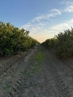 *yüreğir *innaplı* (yukarıçiçekli)* 50,865m2 *mandalina Bahçesi* Takas Olur*video Bak