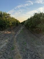 *yüreğir *innaplı* (yukarıçiçekli)* 50,865m2 *mandalina Bahçesi* Takas Olur*video Bak