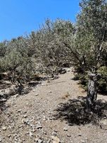 Eu Gayrimenkul'den 11459 Metrekare Deniz Manzaralı Zeytinlik