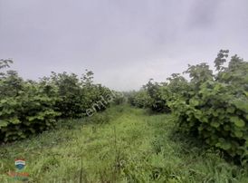 Remax Bülent Ak Çarşamba Porsuk Mah.satılık Fındık Tarlası