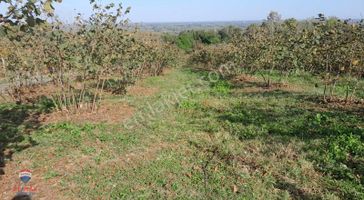 Remax Bülent Ak Çarşamba Porsuk Mah.satılık Fındık Tarlası