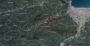 Ordu Altınordu Burhanettin'de Satılık Fındık Bahçesi