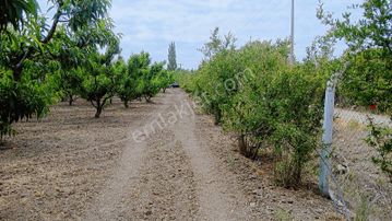 Balıkesir Edremit'de 54 Dönüm Yatırımlık Tarla