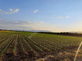 Coldwell Banker'den Akçadağ Da Tarıma Elverişli Satılık Bahçe