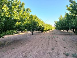 Cb Safir'dn Malatya-kayseri Yolu Üzerinde Satılık Kayısı Bahçesi