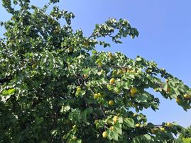 Sahibinden Müstakil Tapulu 2.5 Dönum Bağ Ve Zeytin