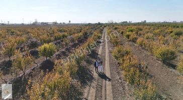 Karataş Yoluna 700 Metre/tek Tapu/42.500m2/4.500 Adet Erik+hurma