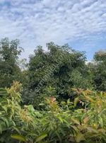 441 M² Kestel İmarlı Arsamız