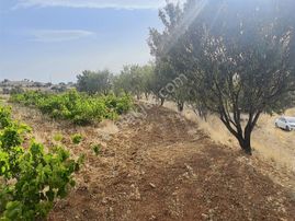 3024 Mt.tarla..yol,su Var.tek Tapu.içinde Üzüm Bağı Var.