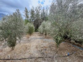 Eksper'den 1 650 M2 Tek Tapu Nar Ve Zeytin Ağaçlı Bahçe-havuzlu!