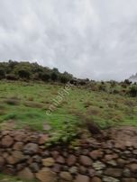 İzmir Bergama Avunduruk'da 2.824 M2 Çitli Yol Üstü Zeytinlik. Açıklamayı Okuyarak Arayınız.