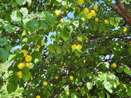 Cb Safir'den Akçadağ Da 17.500 Dönüm Satılık Kayısı Bahçesi