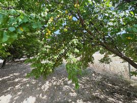 Cb Safir'den Akçadağ Da 17.500 Dönüm Satılık Kayısı Bahçesi