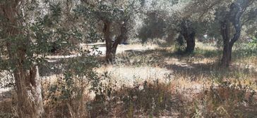 Sahibinden 400m2 Köyiçi Zeytinli