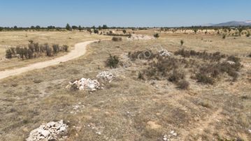 Denizli Bekilli Kutlubey'de Üzüm Bağı Olan Fırsat Arazi!!!