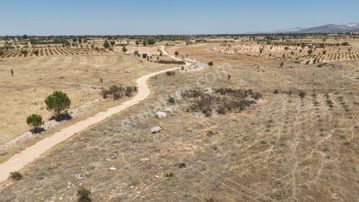 Denizli Bekilli Kutlubey'de Üzüm Bağı Olan Fırsat Arazi!!!