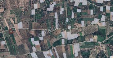 Manisa Akhisar'da Sera Potansiyelli, 1.827 M2 Satılık Zeytinlik