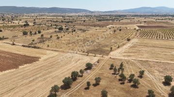 Denizli Bekilli Yeşiloba'da Satılık Fırsat Üzüm Bahçesi!!!