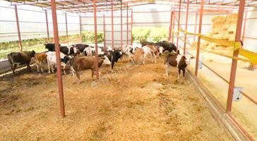 Kemaliye De Satılık Çiftlik Ve Bağ