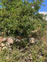 Aş Gömbe'de Konut İmarlı Satılık Müstakil Parsel