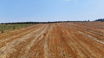 Kandıra Da Ev Yapmaya Ve Çiftlik Yapmaya Uygun Fırsat Arazi