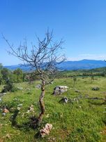 Balıkesir Sındırgı Büyükdağdere %5 İmarlı Fırsat Arazi!!!