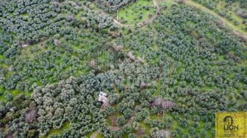 Erdek Alaettin Mahallesi Ana Caddeye Yakın 851m² Satılık Fırsat Zeytinlik