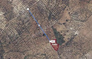 Burhaniye Pelitköy Merkeze Yakın Fırsat Zeytinlik