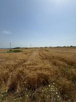 Silivri Büyükkılıçlı'da Kadastro Yola Cephe Tek Tapu Arazi