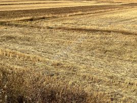 Başkan Emlaktan Satılık Yeşilyurt 373 M2 Söğüt Asfaltı Üzeri