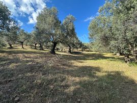 Balıkesir Havranda Satılık Zeytinlik