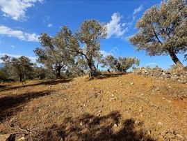 Balıkesir Havranda Satılık Zeytinlik