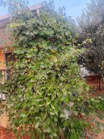 Fırsat !!kocaeli Gebze İlçesinde Bahçeli Eşyalı Müstakil Ev