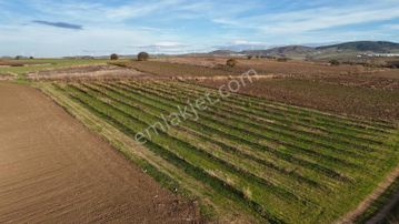 Frank Group Satılık Tarla Bandırma / Yeniziraatlı 5.738 M²