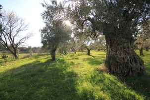 💦aktif'ten Kızıklı'da 590 M2 Bakımlı Ağaçları Olan Satılık Zeytinlik 💦