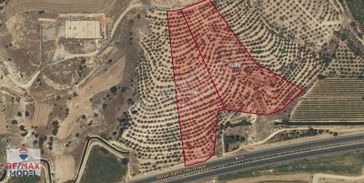 120m İzmir Ana Yola Cepheli 30.454m2 Verimli Zeytinlik