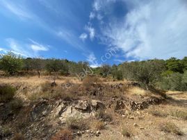 Turyap Altınoluk'tan Havran İnönü'de Satılık 8442 M2 Zeytinlik